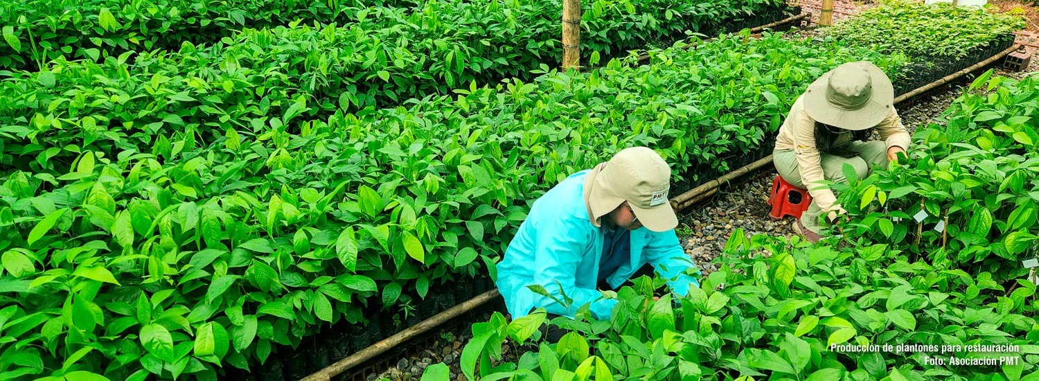 bosque conservado hogar de tocones