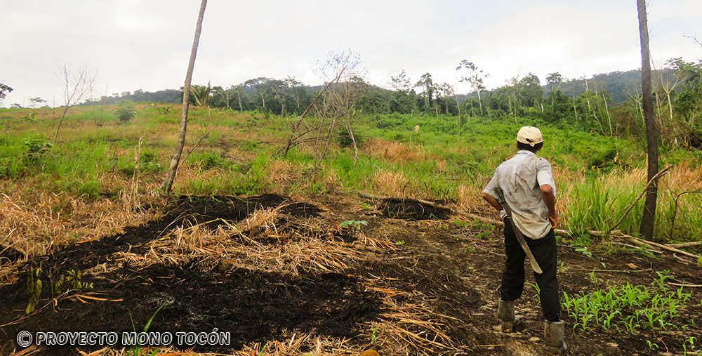 deforestación en San Martín afecta a los monos tocones