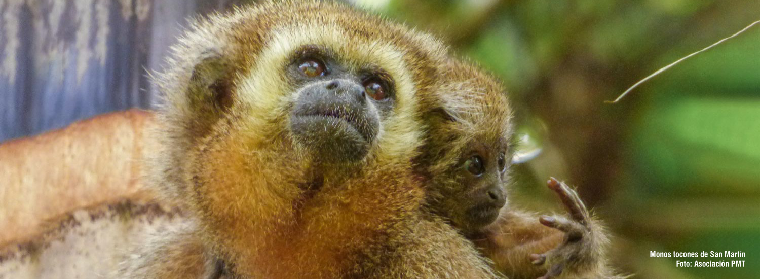 mono tocón en bosque amazónico peruano