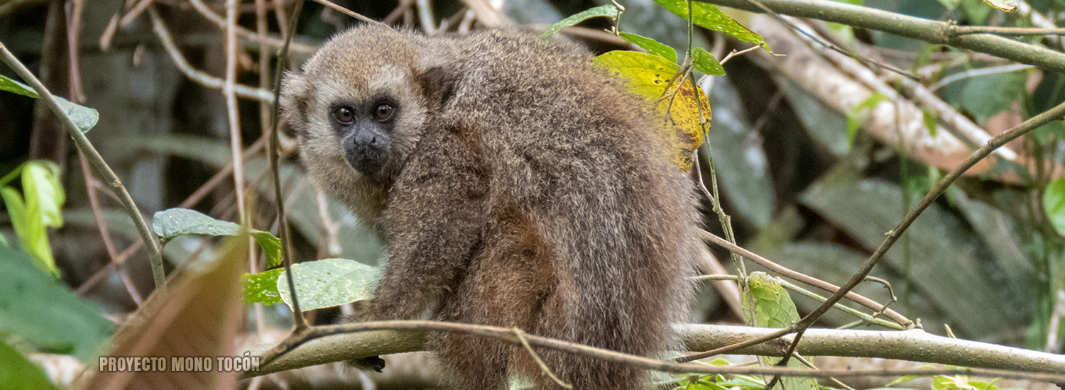 mono tocón en bosque amazónico peruano